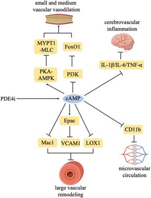 PDE4 inhibitors: potential protective effects in inflammation and vascular diseases